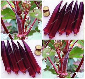 Blue Okra Abelmoschus esculentus for planting in urban garden